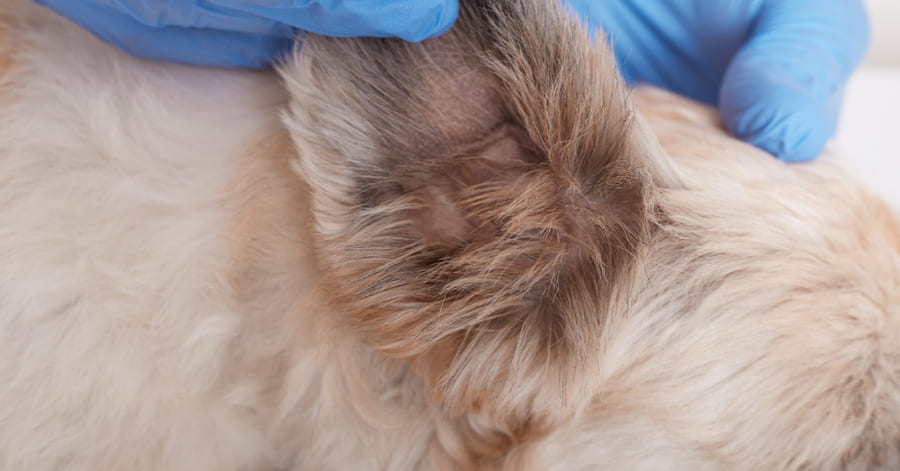 Doenças transmitidas por carraças em cães