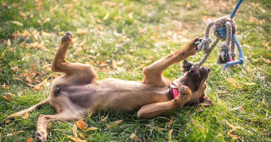 Porque é que é importante brincar com um cão?