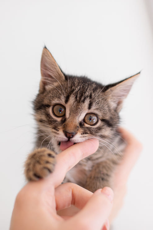 Os 10 gestos do gato para dizer "amo-te"