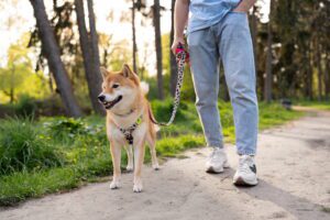 Como passear um cão?