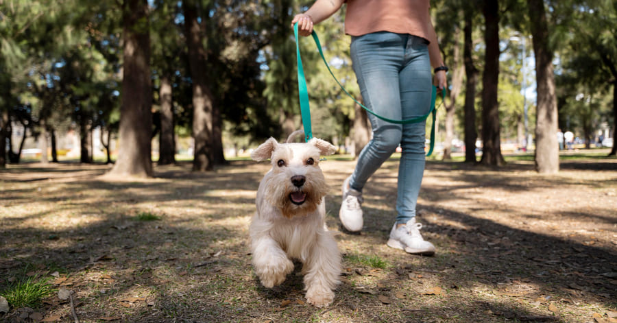 Conselhos sobre como passear um cão