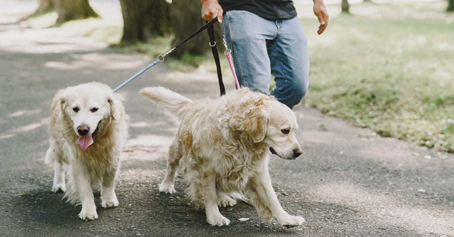 Como controlar um cão reativo na rua