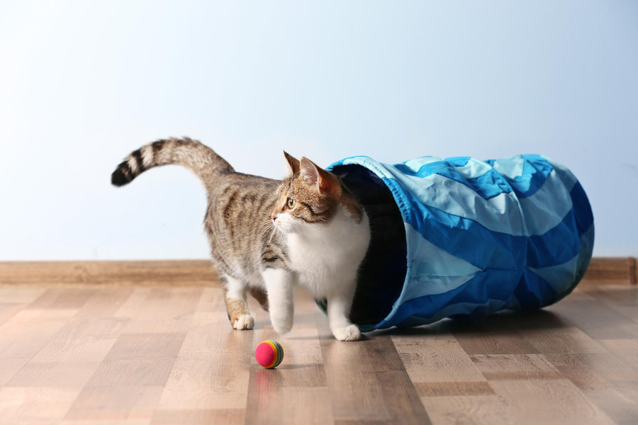 Enriquecimento ambiental para gatos