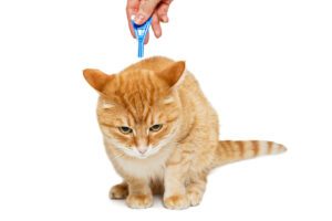 Quais são as melhores pipetas para gatos?