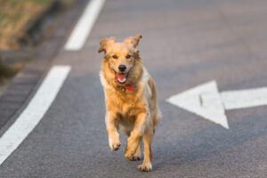 Como pode impedir o seu cão de perseguir carros, pessoas e outros estímulos