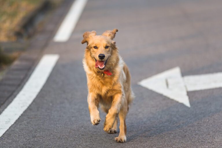 Como pode impedir o seu cão de perseguir carros, pessoas e outros estímulos