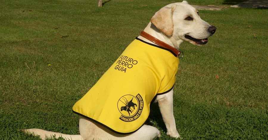 Raças de cães-guia, treino, qualidades e o que fazer se encontrar um cão-guia