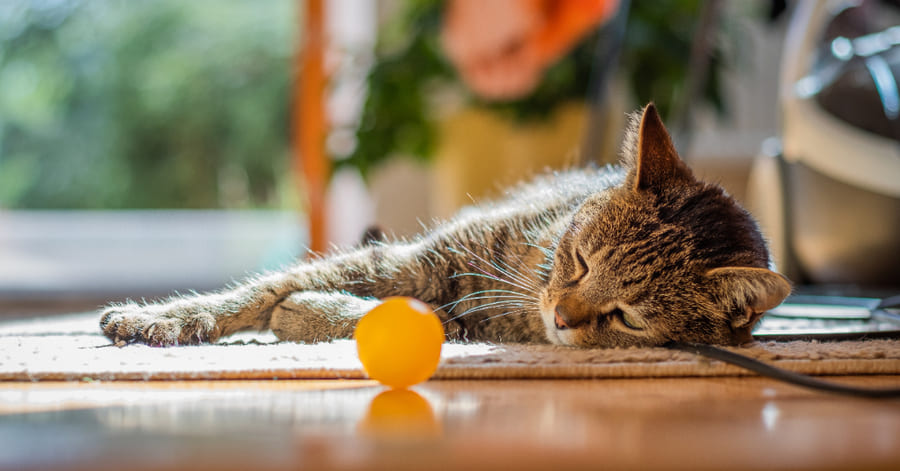 Tipos de enriquecimento ambiental para gatos