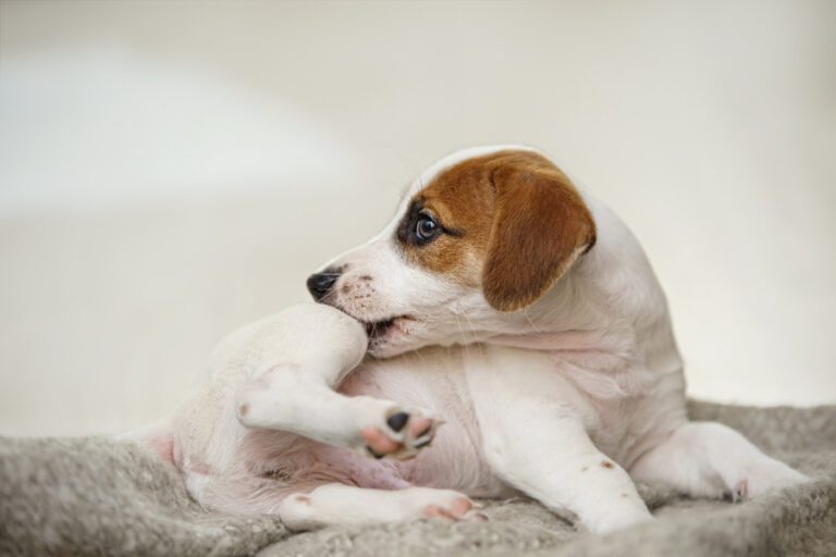 Como posso saber se o meu cão tem ácaros?