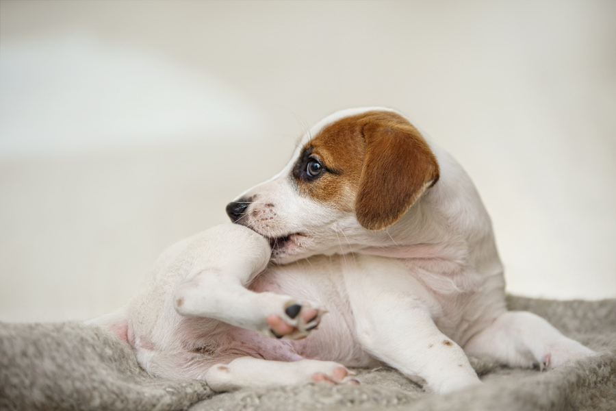 Como posso saber se o meu cão tem ácaros?