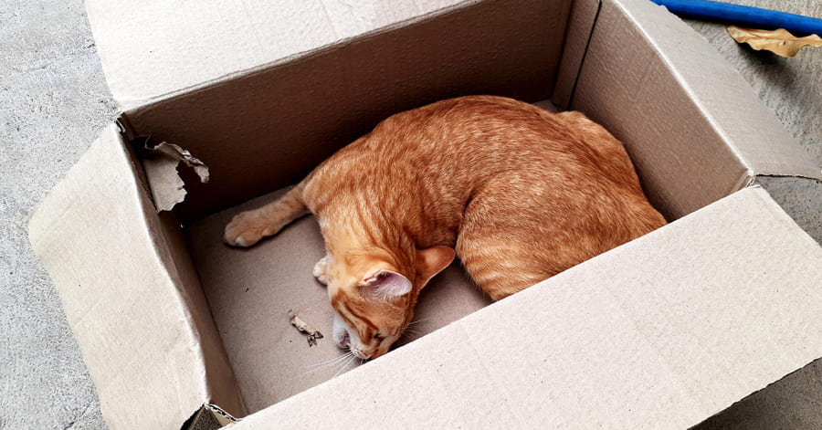 Como reciclar, reutilizar e reutilizar se tiver animais de estimação