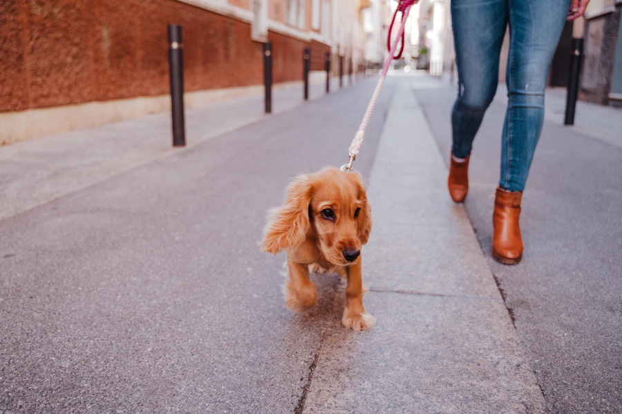 Como ensinar um cachorro a passear