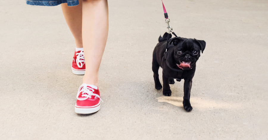 Os passos básicos para ensinar um cachorro a passear com trela