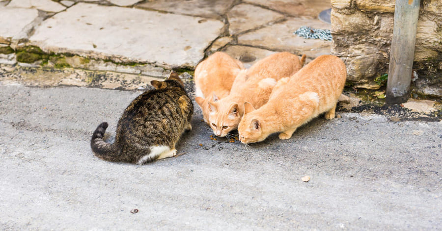 Como funcionam as colónias de gatos?