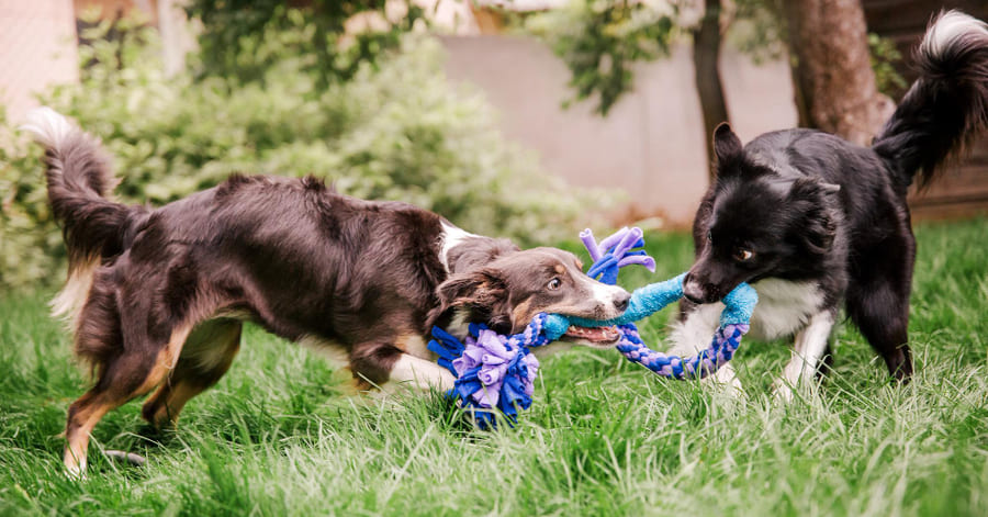 como reciclar reutilizar reduzir com cães