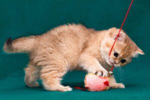 Os melhores brinquedos para gatos: tipos e opções