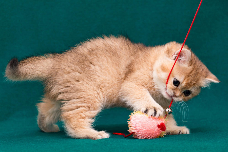 Os melhores brinquedos para gatos: tipos e opções