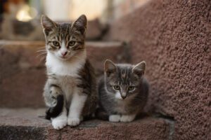 O que é uma colónia de gatos controlada?