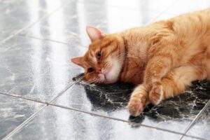 Como posso saber se o meu gato tem uma insolação?