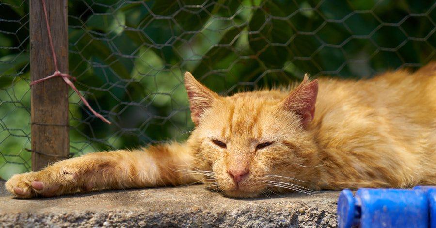 Insolação em gatos
