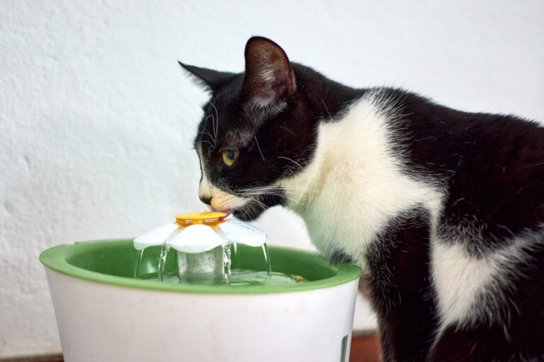 As melhores fontes de água para gatos