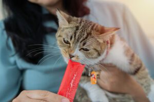 Porque é que o meu gato come pouco no verão?
