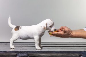 O meu cão come menos no verão, o que posso fazer?