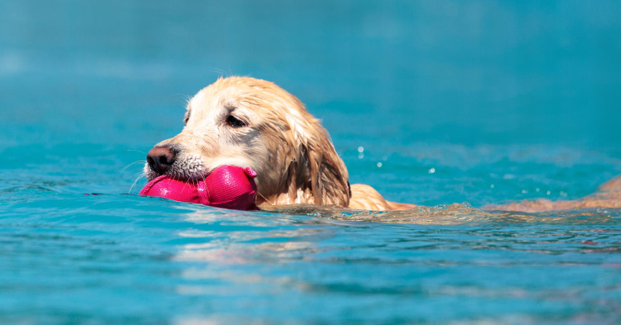 Como escolher o melhor brinquedo refrescante para o seu cão
