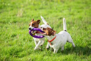 Os melhores jogos ao ar livre para jogar com o seu cão
