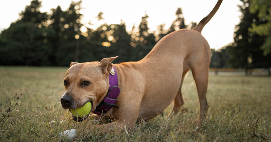 jogos ao ar livre para se divertir com o seu cão