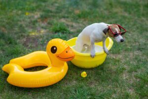Os melhores brinquedos aquáticos e refrescantes para cães neste verão