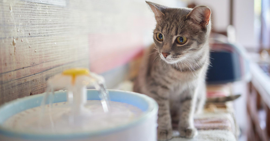 O que é que acontece se o meu gato não beber água?