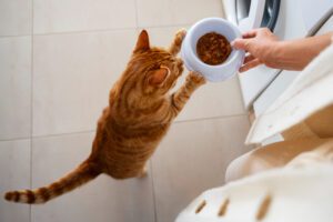 Como escolher a melhor comida para o seu gato, de acordo com o seu estilo de vida?