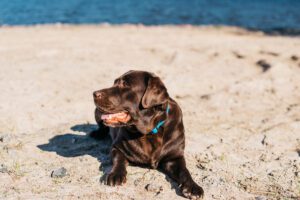 Os cães suam? Saiba como eles regulam a temperatura corporal