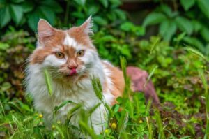Quais plantas e flores não são tóxicas para os gatos?