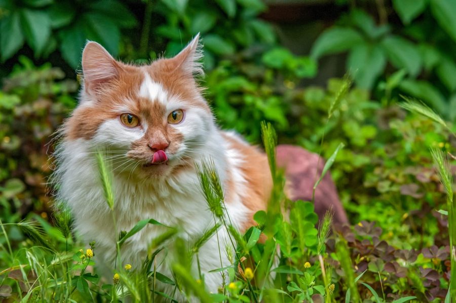 Quais plantas e flores não são tóxicas para os gatos?