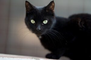 raças de gatos pretos mais populares