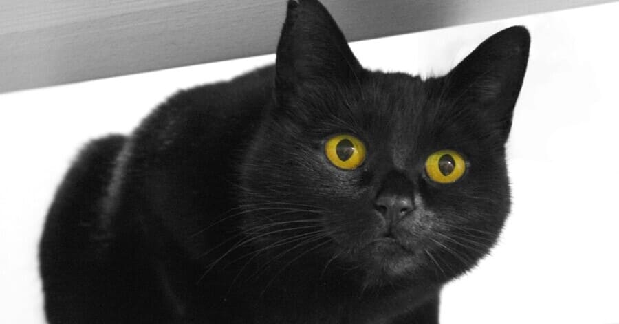 Lista de raças de gatos pretos 7. American Shorthair preto