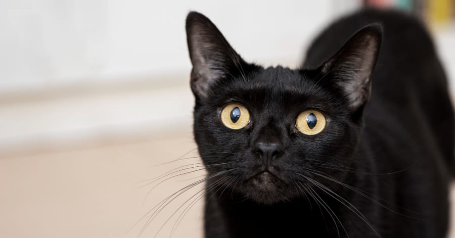 Lista de raças de gatos pretos: bombay