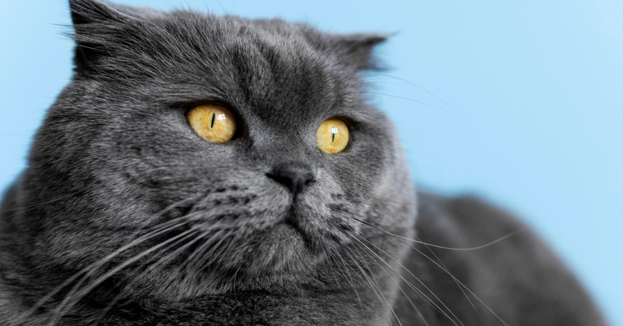 Raças de gatos pretos: British Shorthair preto