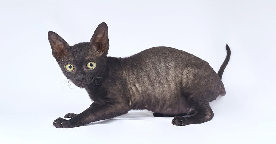 Os gatos pretos mais bonitos: Cornish Rex preto
