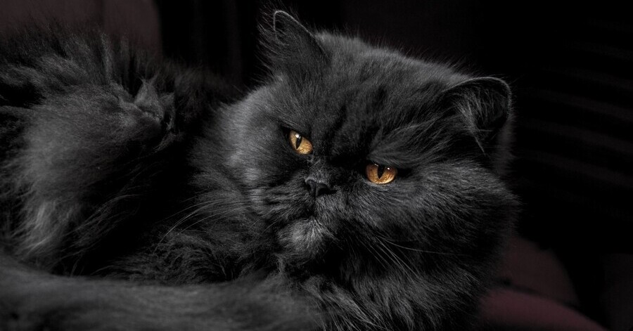 Lista de gatos pretos: persa preto