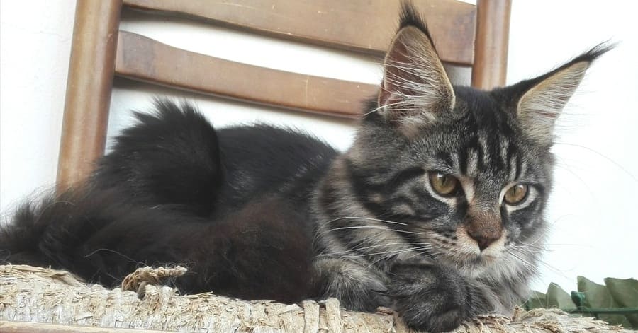 Lista de raças de gatos pretos: main coon preto