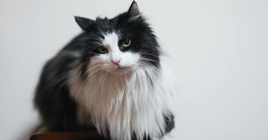 Raças de gatos pretos: Ragamuffin preto