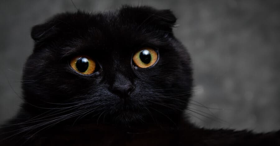 Raças de gatos pretos: 8. Scottish Fold preto