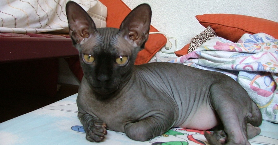 Raças de gatos pretos: Sphynx preto