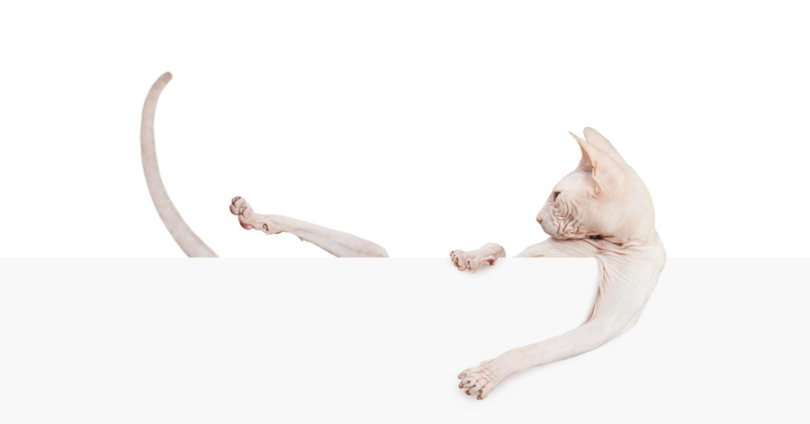 Curiosidades sobre cães e gatos