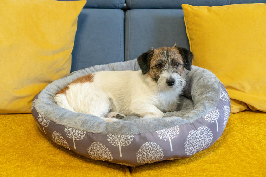  Como limpar a cama do cão?
