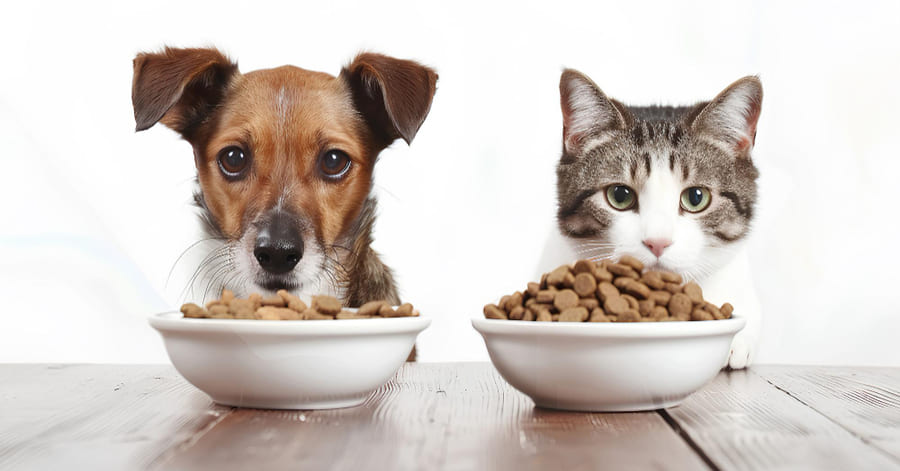 Passo a passo: como limpar o comedouro e bebedouro do seu cão ou gato
