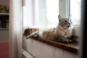 Ansiedade de separação em gatos: como reconhecê-la e lidar com ela